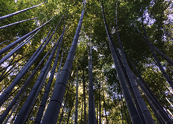 Ashikaga Takauji, the Prince of Kamakura - Lab鎌倉奥乃院
